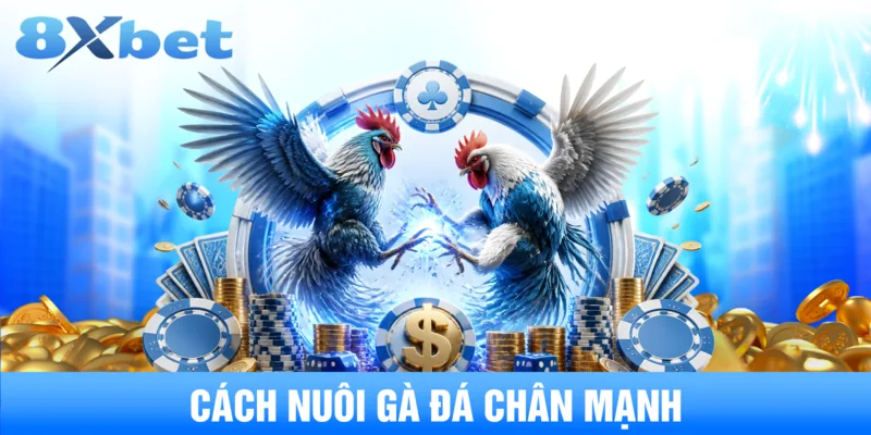 Cách Nuôi Gà Đá Chân Mạnh Chuẩn Xác Và Hiệu Quả Nhất Năm