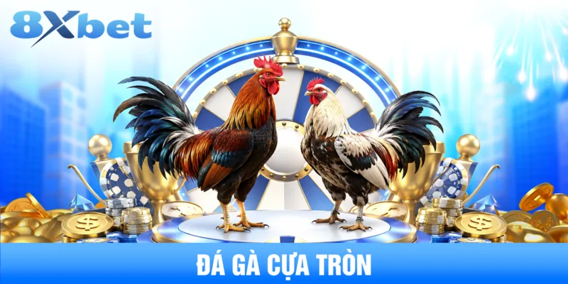 Kinh Nghiệm Xem Đá Gà Cựa Tròn Kịch Tính, Chuẩn Xác Nhất